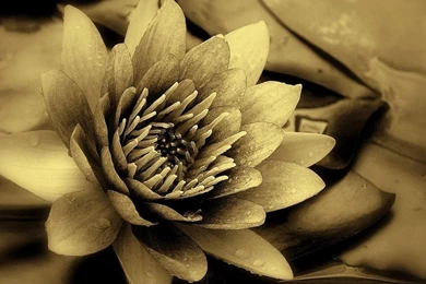 Lotus Flower Best Wallpapers Free Desktop Backgrounds And Wallpapers