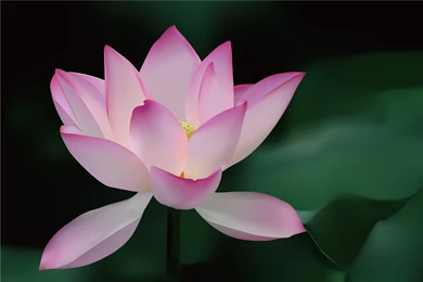 Lotus Flower Backgrounds Wallpapers Cave