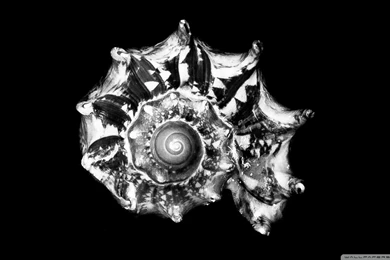 Download Spiral Galaxy Wallpapers 1920x1080