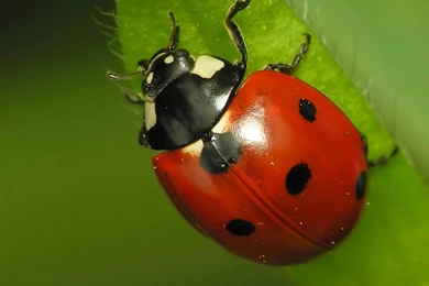 Ladybug HD Wallpapers