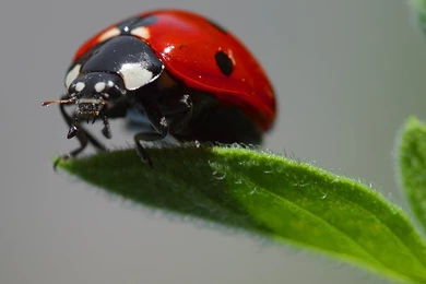 Free Ladybug Wallpapers   Animals Town
