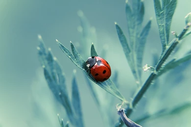 Download Free Modern Ladybug The Wallpapers 1600x900