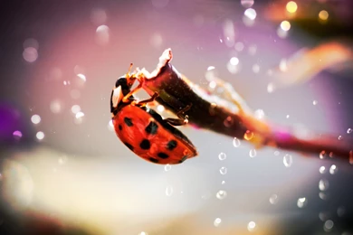 Ladybug Wallpaper Backgrounds