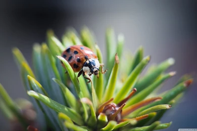 21+ Lady Bug Wallpapers, Backgrounds, Images