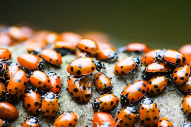 269 Ladybug HD Wallpapers