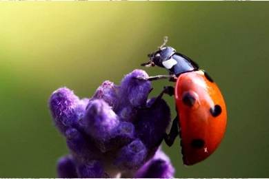 Ladybug Wallpapers   Android Apps On Google Play