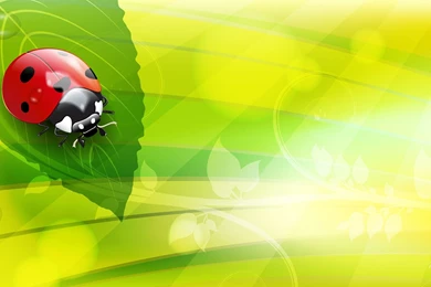 Ladybug Wallpapers   Wallpapers Cave