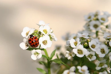 Other Ladybug Flowers Ladybugs Wallpapers Pictures Free ~ Other For ...