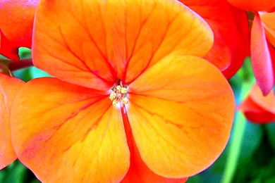 Flowers Wallpapers For Desktop   Wallpapers High Definition