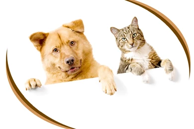 Pet Wallpapers   Free PPT Backgrounds