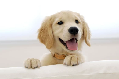 Puppy Pet Dog HD Wallpapers   DreamLoveWallpapers