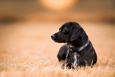 Labrador Dog Wallpapers HD