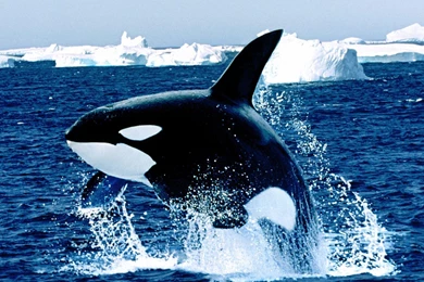 KILLER WHALE ORCA SHAMU HD WALLPAPER   (