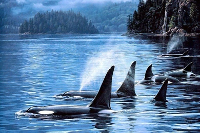Great Orca Wallpapers