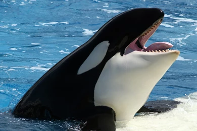 2560x1600 Orca, Sea, Keith, Ice Wallpapers And Pictures 52757