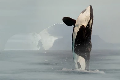 Wild Orca Wallpapers   Wallpaper.