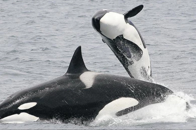 Orca 2   High Definition : Widescreen Wallpapers