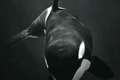 Orca Android Homescreen By Jsizzle   MyColorscreen