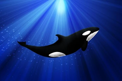 Orca Live Wallpapers Animal   Android Apps On Google Play