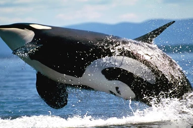 Wallpapers Killer Whale Free Hd Orcinus Orca X 1920x1080