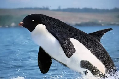 Funny Orca Wallpapers