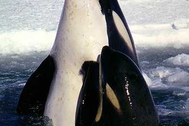 Orca 2   High Definition : Widescreen Wallpapers