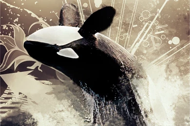 Orca Wallpapers   Gallery   Wallpapers For All