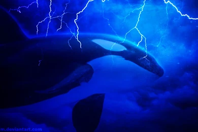 7 Orca HD Wallpapers