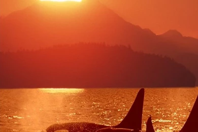 Download Free Nature Wallpapers Orca With Size 640x960 Pixels For ...