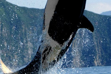 Orca In The Atlantic Ocean Wallpapers For iPhone 5