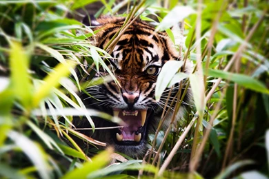 Inspirational 2016 Jungle Book Movie 4K Wallpapers