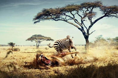 Wallpapers Wildlife Free Wild Life The 1024x768