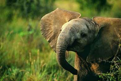 Lovely Elephant Baby Wallpapers Pictures Photos Images. Elephant ...