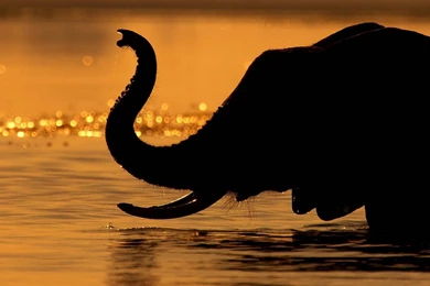 HD Elephant Siluet Wallpapers For PC   HiReWallpapers 12483