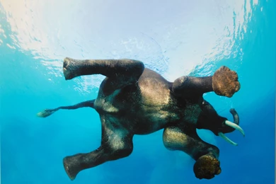 Elephant Swimming Wallpapers   (