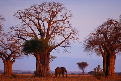 African Elephant Desktop Backgrounds HD 1920x1080