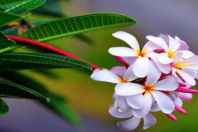 Amazing Nature Wallpapers, Amazing Views, Free Download Images ...