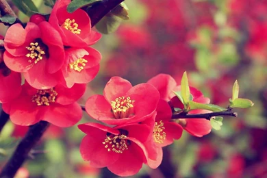 Flower wallpaper 05.jpg