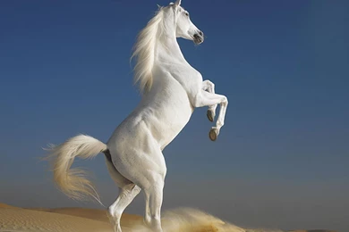 Horse Hd Wallpapers Horse Desktop Wallpapers Cool Wallpapers ...