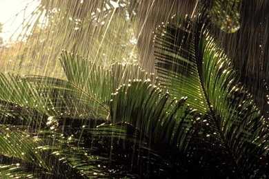 Rainy Nature HD Wallpapers ~ Toptenpack.com