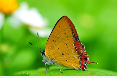 Natural Nature Wallpapers Hd,desktop Wallpapers