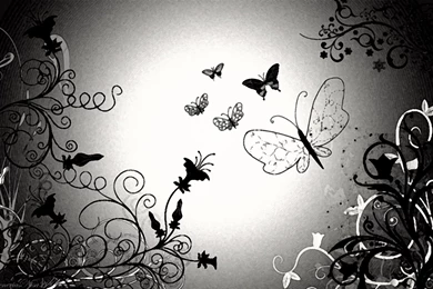 Black And White Butterfly Wallpapers Free