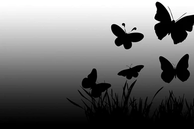 1361) Black Butterfly Wallpapers   WalOps.com