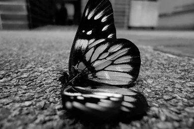 Black Butterfly Wallpapers   Wallpapers Cave