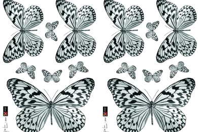 Black And White Butterfly Sticker Creative Wall Art : Wallpapers Direct