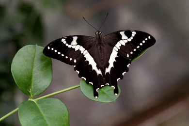 Black and white butterfly wallpaper 2 2700 HD Wallpapers