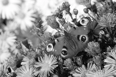 Black And White Peacock Butterfly Wallpapers : Flowers. Butterfly ...