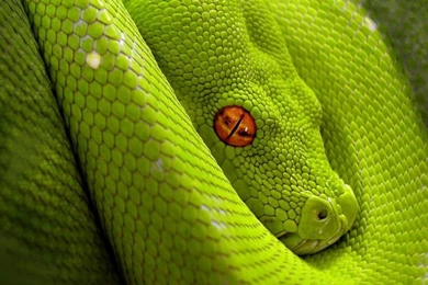 Lime Green Snake Wallpapers Download Wallpapers   (