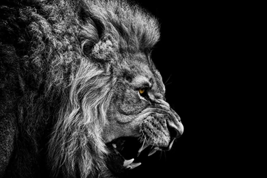 Wallpapers HD   HD Great Images