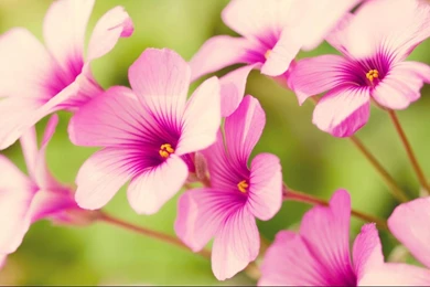 HD Wallpapers Pink   Wallpapermonkey.com